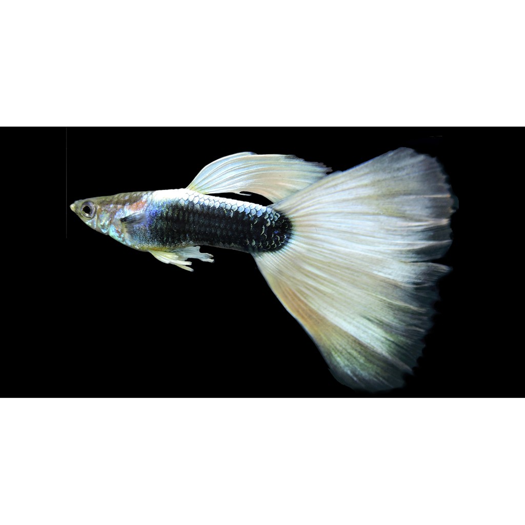 ISTA Guppy Mineral Salts khoáng chất và vitamin cho loài cá bảy màu, Guppy fish