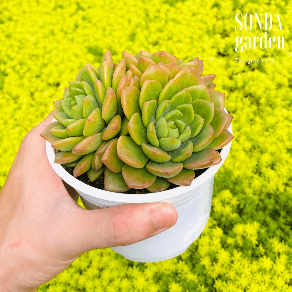 Sen đá mặt trời SONDA GARDEN size trung bình 10cm, cây cảnh trang trí nhà cửa, lỗi 1 đổi 1