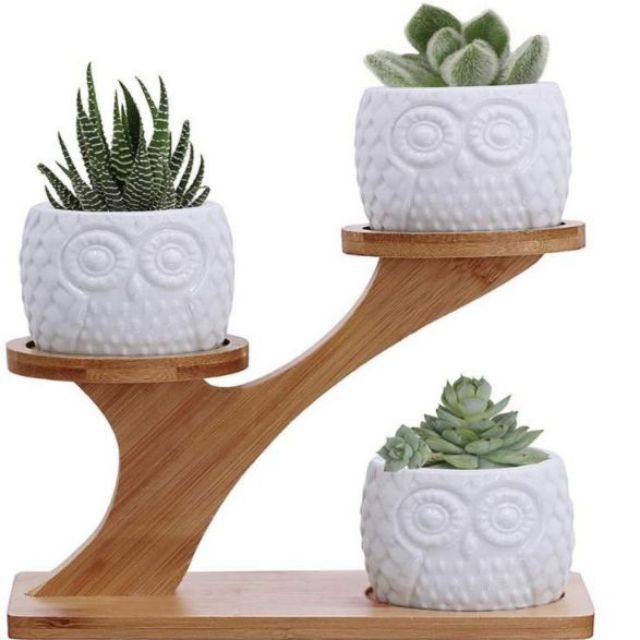 3 cái Chậu mọng nước với 3 tầng Đĩa tre Giá đỡ - Chậu trồng hoa gốm sứ trắng Chậu cây thoát nước - Văn phòng tại nhà Bàn làm việc Vườn cây xương rồng nhỏ Trang trí trong nhà
