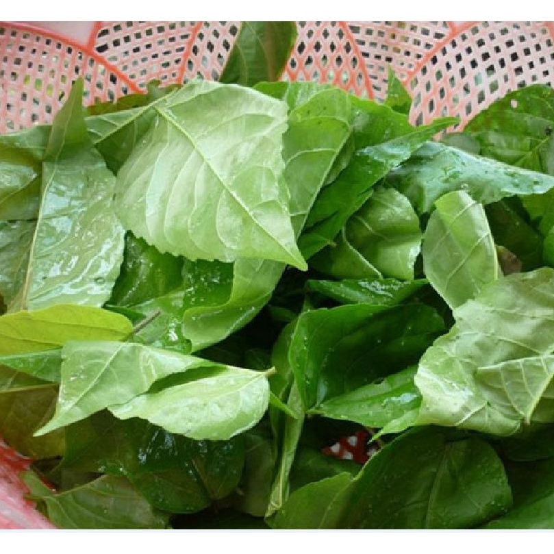 Hạt Giống Cây  Lá Cách Vọng Cách - Gói 50 Hạt KNS249