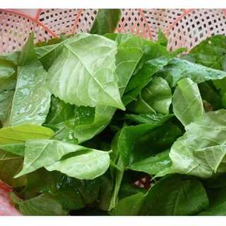 Hạt Giống Lá Cách ( Lá Vọng Cách ) - 20 hạt/túi