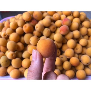 Mơ ngâm đường phèn