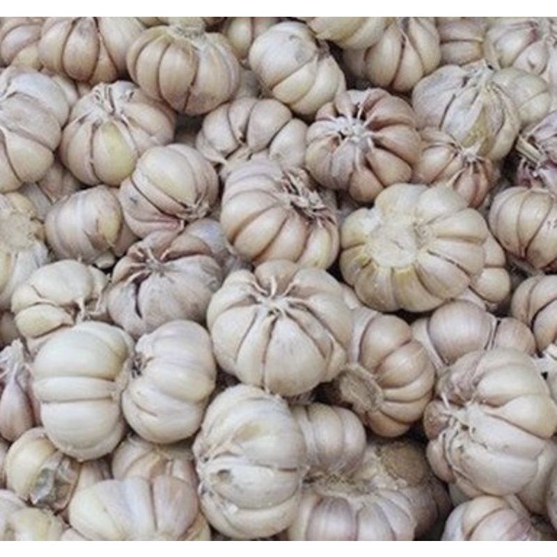 500gr tỏi củ nhánh to