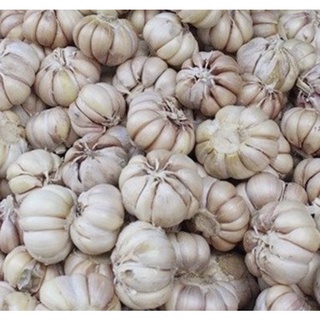 500gr tỏi củ nhánh to