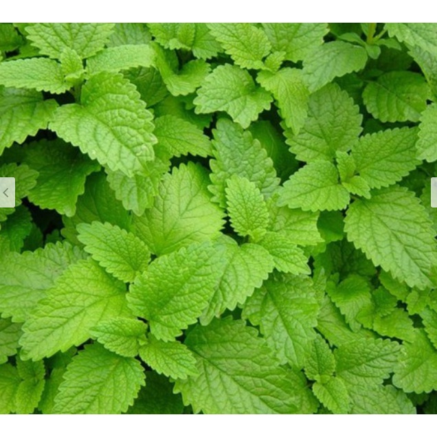 Phân bón lá Acid HUMIC 14% hãng Growmore Mỹ 1 lít