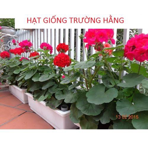 ⚡️ HẠT GIỐNG HOA PHONG LỮ THẢO⚡️ NHIỀU MÀU SIÊU ĐẸP GÓI 100 hạt