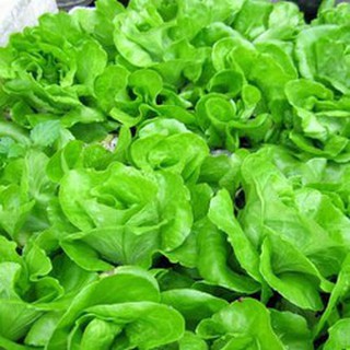 5gram HẠT GIỐNG XÀ LÁCH BÚP