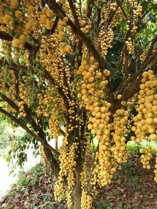 giống bòn bon