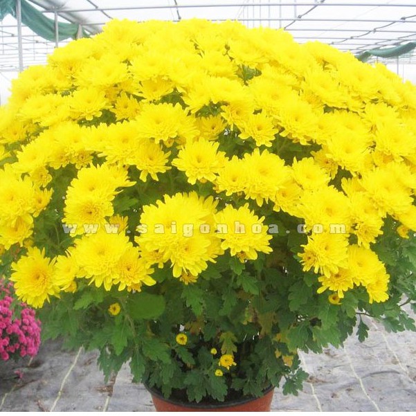 Hạt giống hoa Cúc Bình Minh - 1 gói 50 hạt