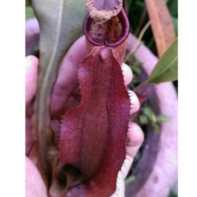 Cây nắp ấm N. mirabilis winged x (maxima x (maxima x mixta))