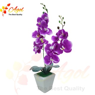 Chậu hoa lan vải