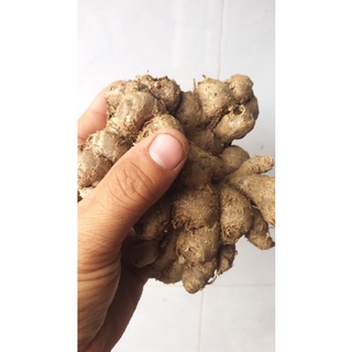 củ ngãi đen to tươi 1kg
