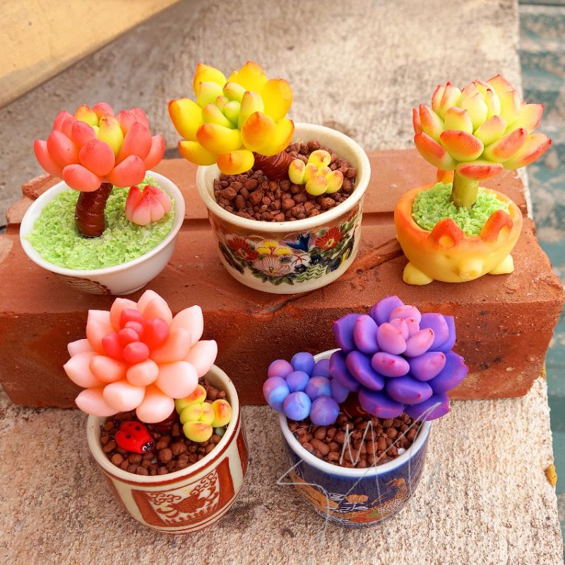 Sen đá đất sét đồng giá 59k