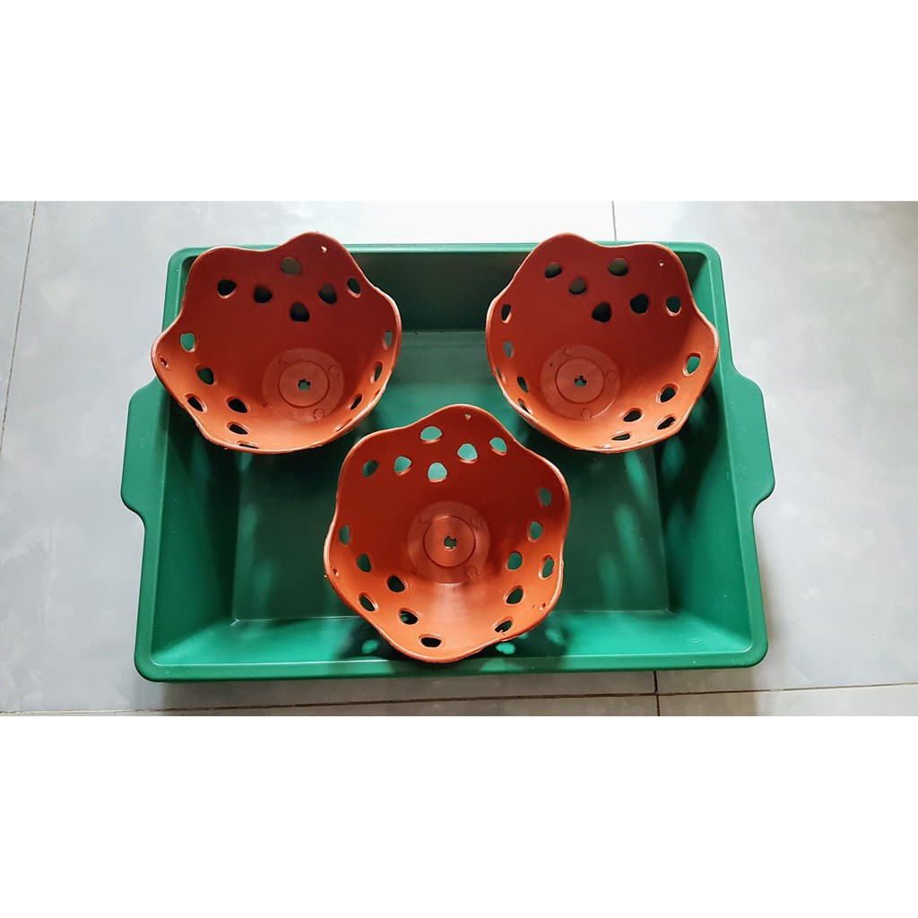 Combo 10 cái khay xanh 40-50-8cm đựng nước trồng lan làm mát và trồng rau ươm giống rau mầm