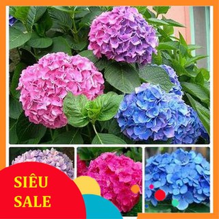 10 Hạt giống hoa Cẩm tú cầu (tặng gói kích nẩy mầm và hướng dẫn) VIETPHAT