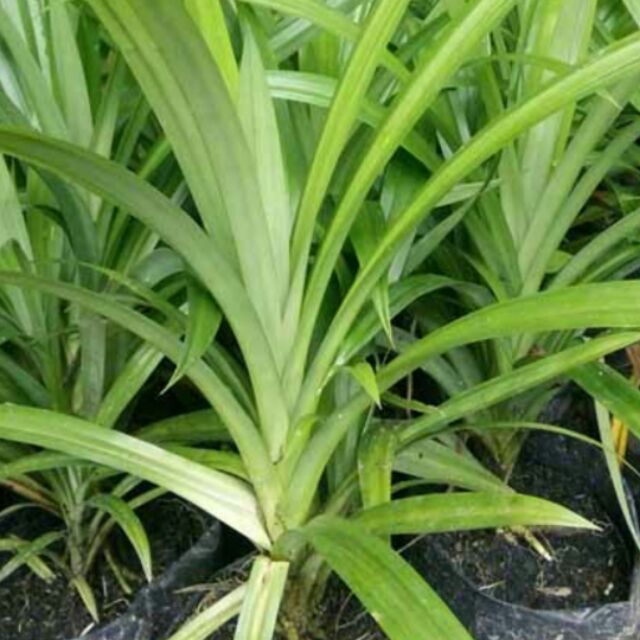 Combo 3 cây lá nếp thơm (90)k