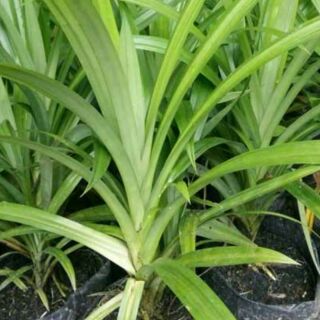 Combo 3 cây lá nếp thơm (90)k