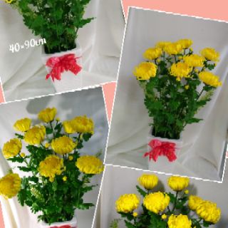 Khuôn cắt hoa cúc đại đóa