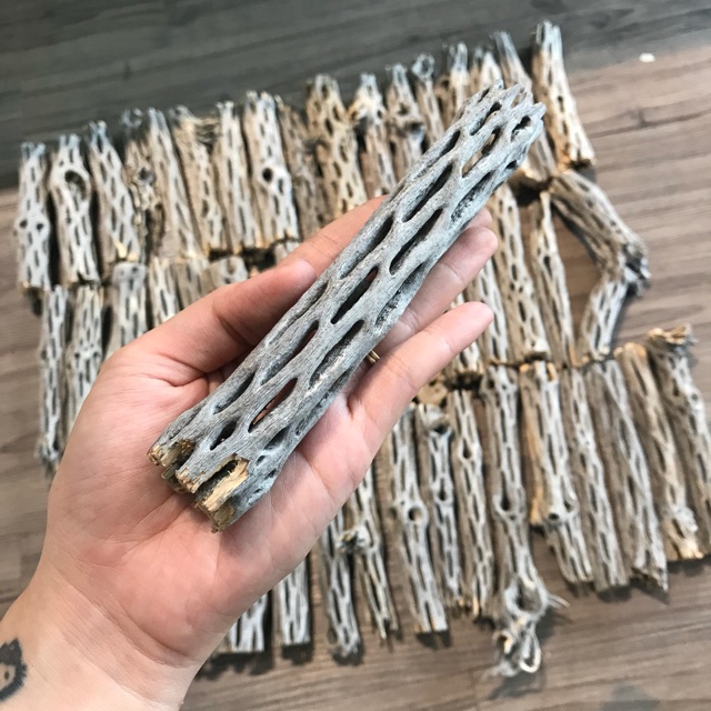 Lũa CHOLLA - 15cm - Hồ Cá Tép