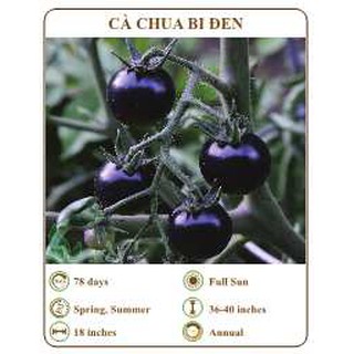 Hạt giống Cà chua bi đen - THE XANH