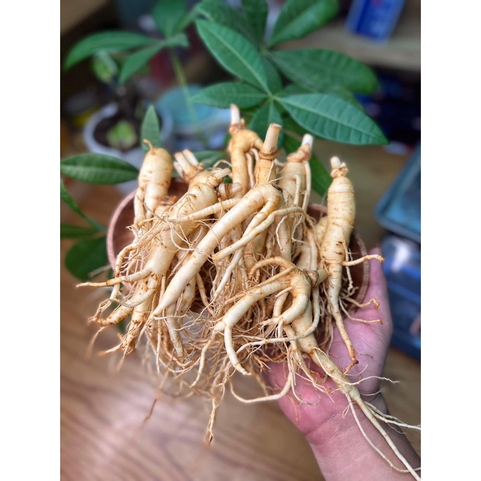 Sâm rẻ - 65k/1 củ khi mua từ 3 củ - Nhân sâm gà 28-30 củ/1kg - Tách bán lẻ cho KH có nhu cầu mua ít
