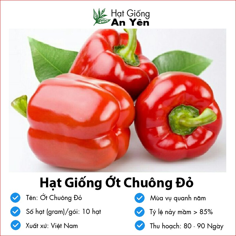 Hạt giống Ớt Chuông ( Ớt Đà Lạt ) thu hoạch sớm, dễ trồng, nảy mầm cao, sinh trưởng khoẻ