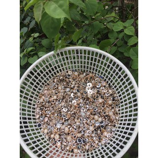 100 nút ngọc lộn xộn đủ loại