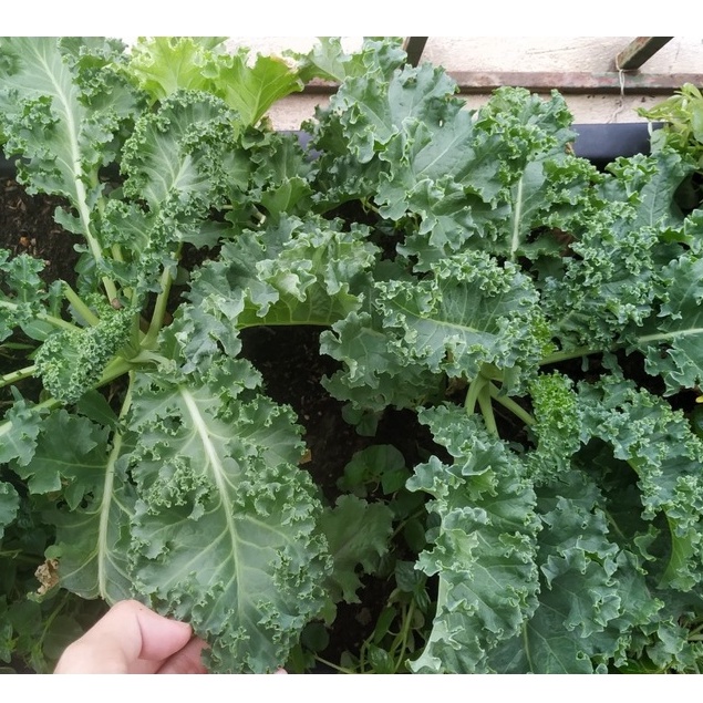 Hạt giống cải Kale Xoăn Xanh 200 Hạt