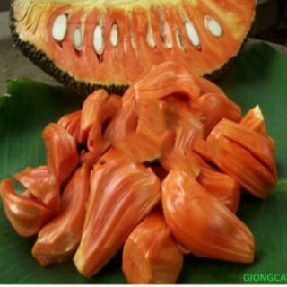 Cây giống mít ruột đỏ sơ đỏ