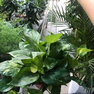 Vạn niên thanh trồng trong chậu nhựa đỏ 3 lớp