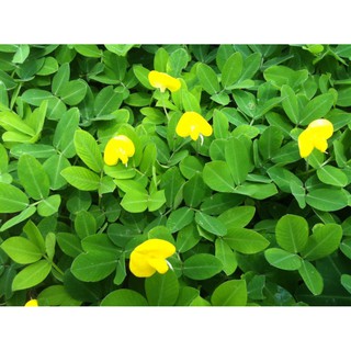 Hạt Cỏ Thảm Lạc Dại ( Cỏ Đậu Phộng) 50g - Khoảng 300 Hạt, Được Trồng Nhiều Ở Công Viên