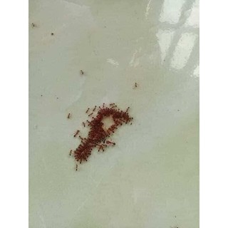 Combo 3 lọ THUỐC DIỆT KIẾN GIÁN SINH HỌC