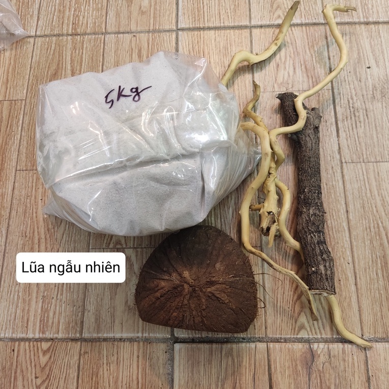 Combo nuôi ốc mượn hồn