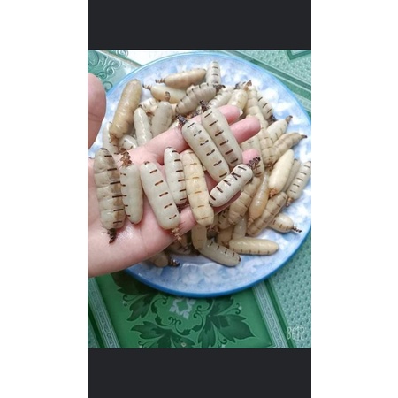 20 mối chúa hàng chọn