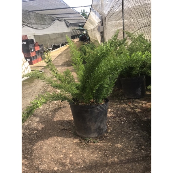 Chậu cứng Asparagus densiflorus