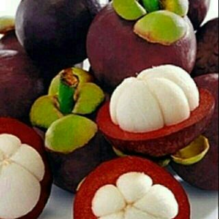 Cây giống măng cụt thái cho quả sau 18 tháng trồng
