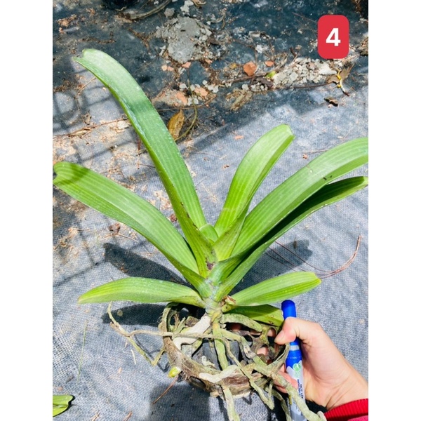 Lan Ngọc Điểm cây trưởng thành giao màu ngẫu nhiên