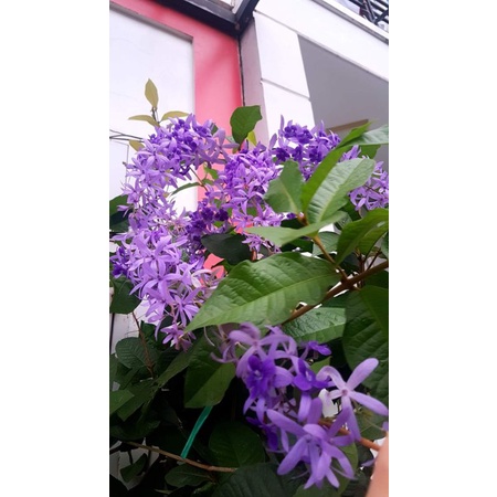 Phân bón rong biển, cải tạo đất, ổn định Ph đất, giúp cây đâm chồi
