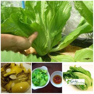 10g Hạt giống Cải Bẹ dưa XTRA