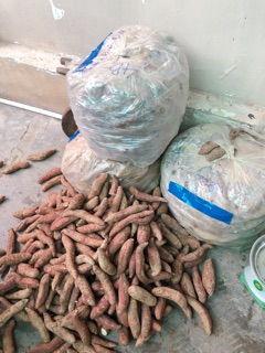 Khoai lang mật Tà Nung (Lâm Đồng)