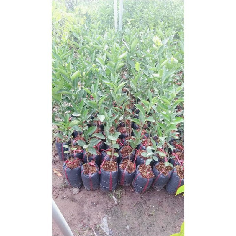 CÂY GIỐNG QUÝT ĐƯỜNG