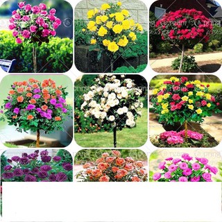 Gói 20 hạt giống hoa hồng thân gỗ KHUYẾN MẠI SHOP MỚI HẠ GIÁ SỈ