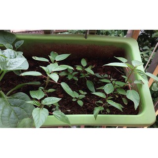 Bộ gói hạt giống rau Đay đỏ