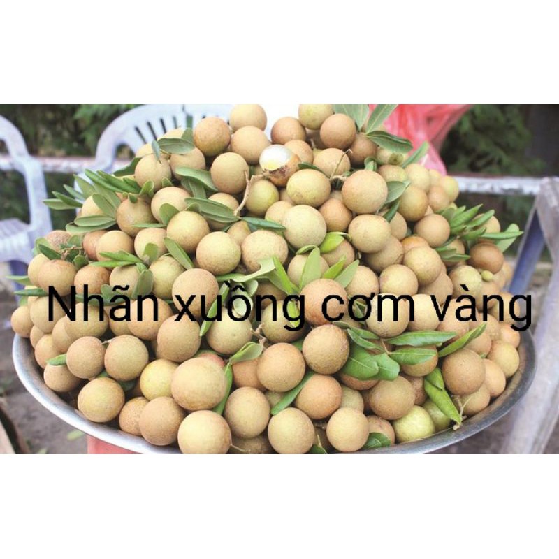 CÂY GIỐNG NHÃN XUỒNG CƠM VÀNG ĐANG RA HOA