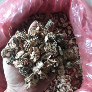 mướp đắng rừng (khổ qua rừng) 500g