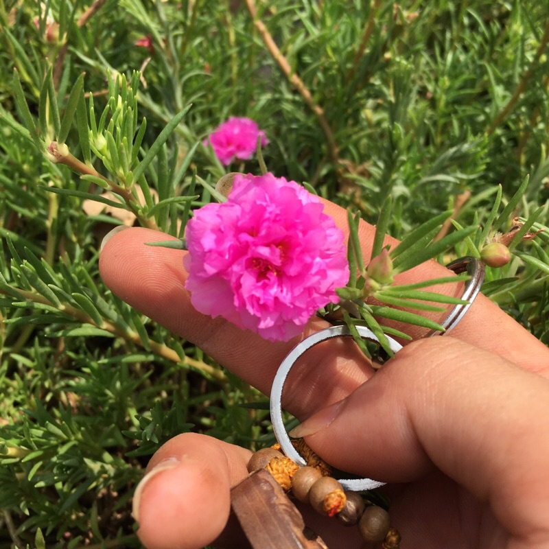 Cây hoa mười giờ thái mix màu trong bịch đen