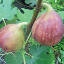 Hạt giống cây sung Mỹ