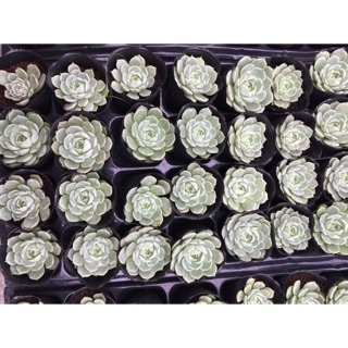 Combo 50 cây sen đá phổ thông (không đc chọn giống )