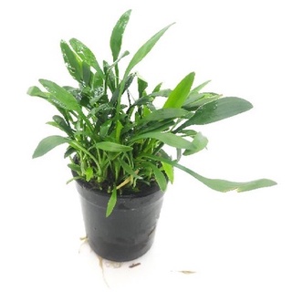 Cây tiêu thảo parva - cây thủy sinh tiêu thảo mũi tên