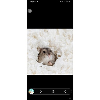 [Niteangle] 🐹Giấy lót chuồng cho hamster🐹